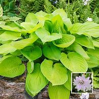 Image result for Hosta Ki Ren Jyaku