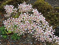 Image result for Saxifraga Southside Seedling Red Form