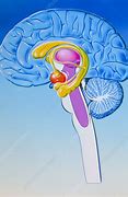 Image result for Brain Limbic System