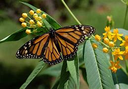 Image result for Monarch Butterfly Screensavers Free