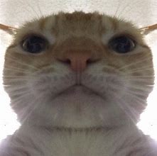 Image result for Cat That Stare into Blank Space Meme