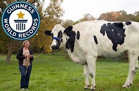 Image result for Guinness World Record Largest Animal