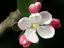 Image result for Apple Blossom Symbolism