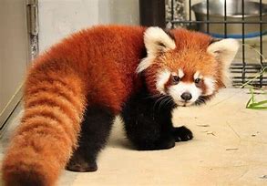 Image result for Red Panda as Pets