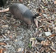 Image result for Baby Armadillo