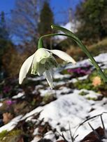 Image result for Galanthus Lady Beatrix Stanley