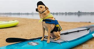Image result for Stand Up Paddle Board Dog