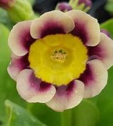 Image result for Primula auricula Sirius