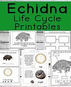 Image result for Echidna Life Cycle
