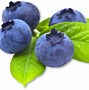 Blueberry に対する画像結果