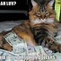 Image result for Lucky Money Cat Meme