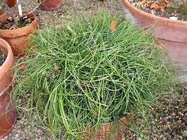 Image result for Ophiopogon chingii