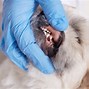 Image result for Dog Papilloma Stages Pictures