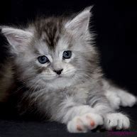 Image result for maine coon kittens