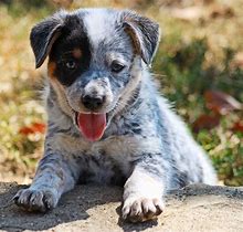 Image result for Blue Heeler Puppy