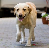 Image result for Cheapest Dog Breeds in Pondicherry