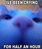 Image result for Sad Cat Meme