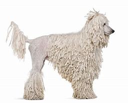 Image result for Corded White Poodle