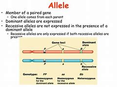 Image result for Gene Allele