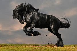 Image result for Black Horse