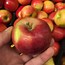 Image result for Dwarf Red Apple