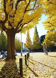 Image result for Autum in Tokyo