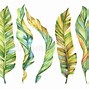Image result for Colorful Feather Drawing