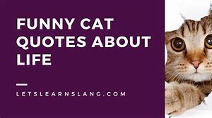Image result for Funny Cat Sayings Quotes