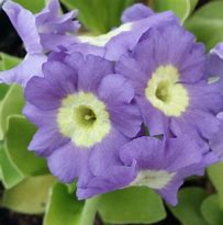 Image result for Primula auricula Hawkwood