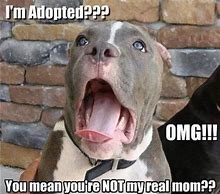 Image result for Adopted Dog Meme