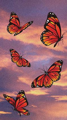 Aesthetic Wallpaper With Pink and Orange Sunset and Butterflies | Butterfly wallpaper iphone, Orange wallpaper, Butterfly wallpaper backgrounds