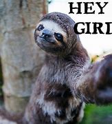 Image result for British Girls Meme Sloth