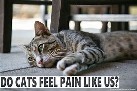 Image result for Pain Cat Meme