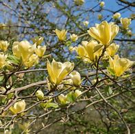 Image result for Magnolia x brooklynensis Yellow Bird