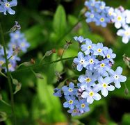 Image result for Forget Me Not Masonry
