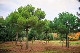 Image result for Pinus pinea