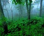 Image result for Nature HD Wallpaper 4K iPhone
