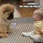 Image result for Funny Little Dogs Cute