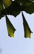 Image result for Bat Hanging Wings Out