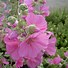 Image result for Lavatera Lilac Lady