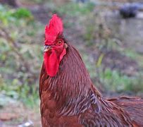 Image result for Rhode Island Red Rooster