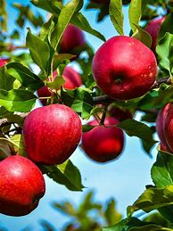 Image result for Buy Apple Trees