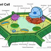 Image result for An Plant Cell Drawing