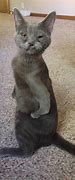 Image result for Cat with No Arms Meme