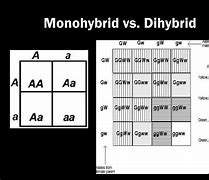 Image result for Dihybrid