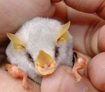 Image result for White Fur Bat