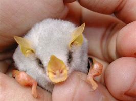 Image result for White Fur Bats