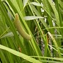 Image result for Carex oshimensis Evergold