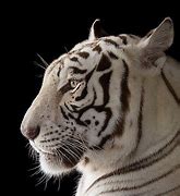 Image result for White Bengal Tiger