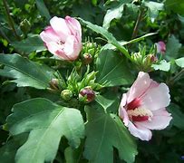 Image result for Hibiscus syriacus Summer Ruffle